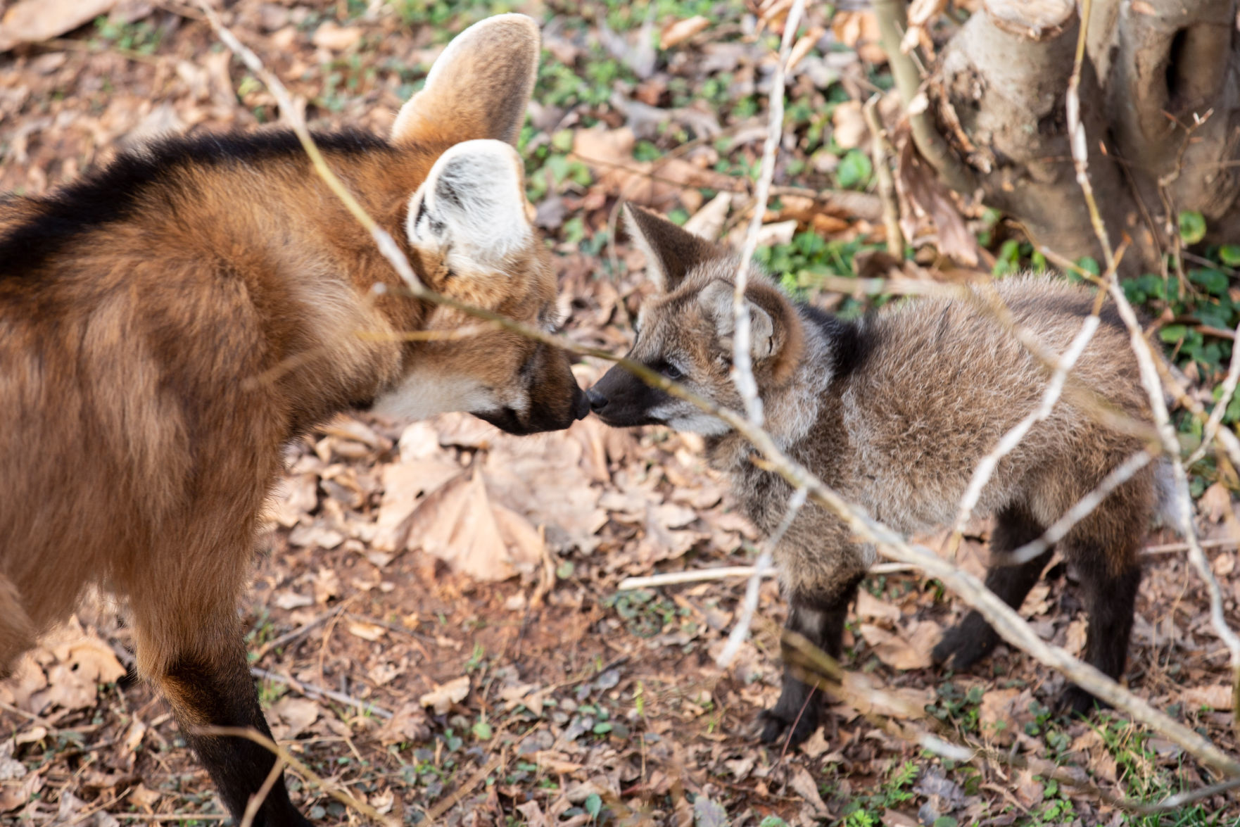Maned Wolf Pups